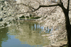 Cherry Blossoms in D.C by Andrew Corfont